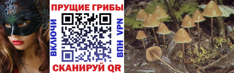 Псилоцибиновые грибы Magic Shrooms  hydra онион  площадка состав  купить   Камень-на-Оби 